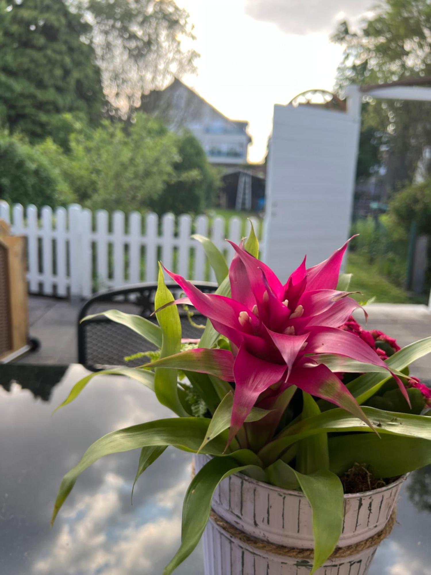 Auszeit Im Pott - Ferienwohnung Lavendel ヘルテン エクステリア 写真